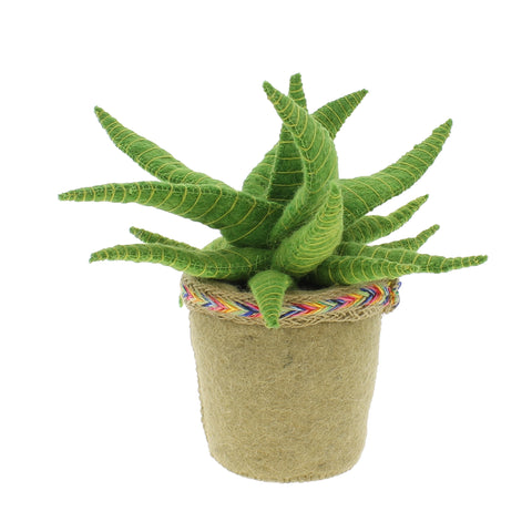 Aloe Vera Cactus In Pot