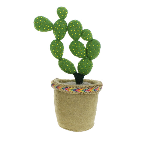 Linked Circle Cactus In Pot